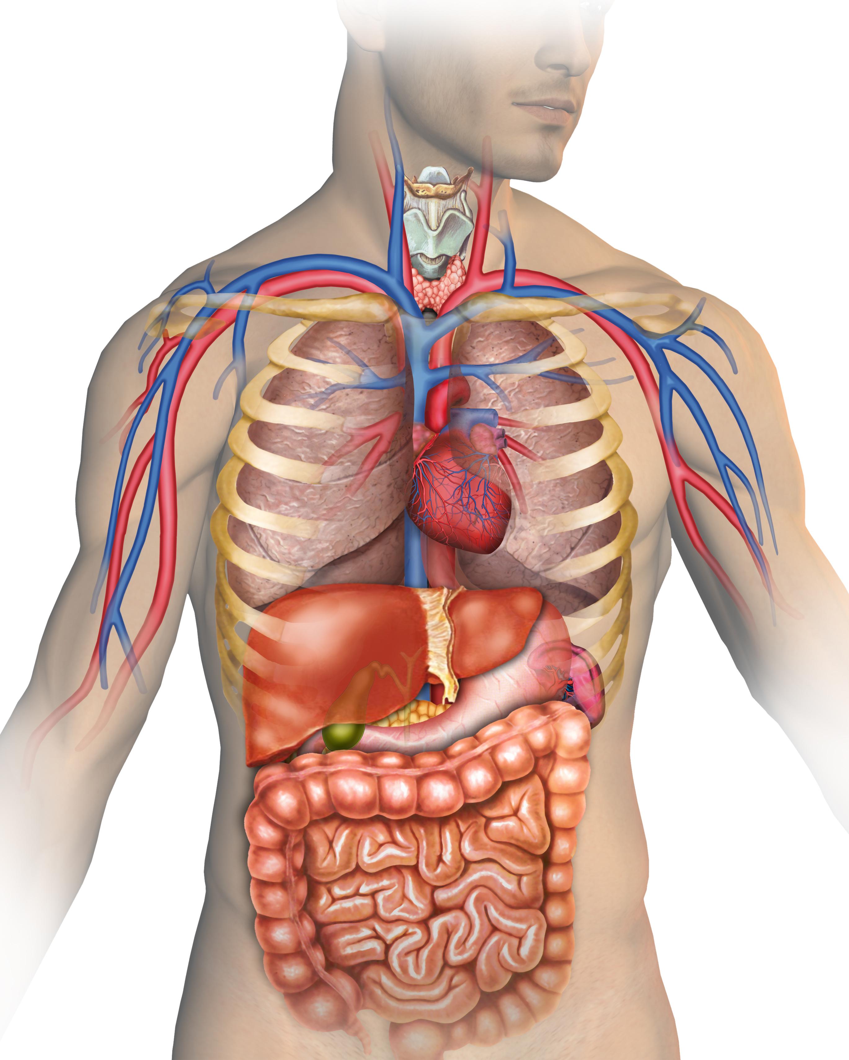Anatomy Assignment